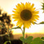 Flower Power