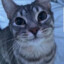 Katsonek