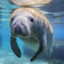 海公牛札苟札苟