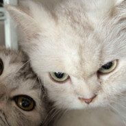 今晚月色真美。