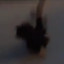 noseweed7