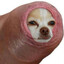 Spermostrell