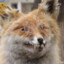 FoxCeer