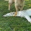 Malnourished Borzoi