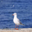 seagull