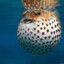 The great puffer fish