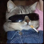 cool fucking cat