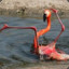 Pink Flamingo