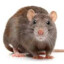 King Rattus