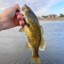 Small Mouth Bass