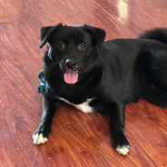 本来可以靠脸吃饭