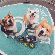 不会飞的渡渡鸟