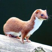 weaselgirl