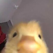 papato