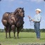 HorseSteroids