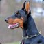 Doberman