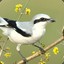 nitenshrike