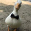 ChadTheDapperDuck