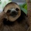 Slothi Deathi