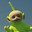 Kiwi Twinkle