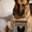 Dog That Can Read
