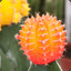 OrangeCactus