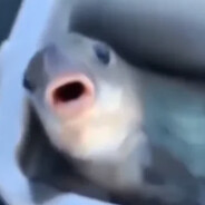 Water_Fish