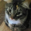 A Cool Cat