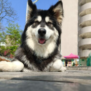 阿拉斯加圆岛上的贝壳