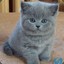 ЩАС БАТЯ ИГРАТЬ БУДЕТ&lt;3