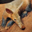 Ory[c]teropus