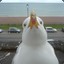 RetartedSeagull