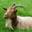 goat