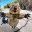 Quokka