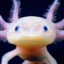 fluffyspot223