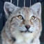 Mystic Lynx