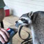 raccoonpepsi