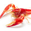 Lobster