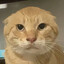 圆头猫叠