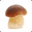 champignons