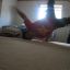 azn_star42