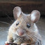 I&#039;m a mouse ! :3