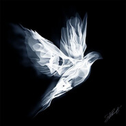 lucioxx.
