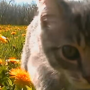 dandelion season