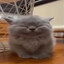 X_X_SHADOWDRAGONZZ_X_X479