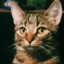The Confident Cat