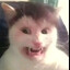 hitri