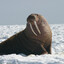 MrWalrus