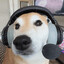 headset dog boy
