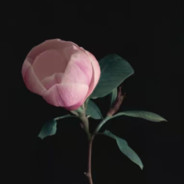 队友苦练我心态